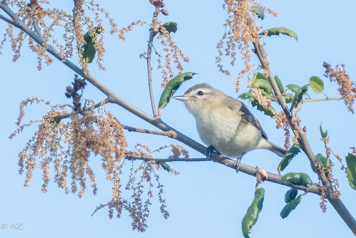 Warbling Vireo - ML330987421