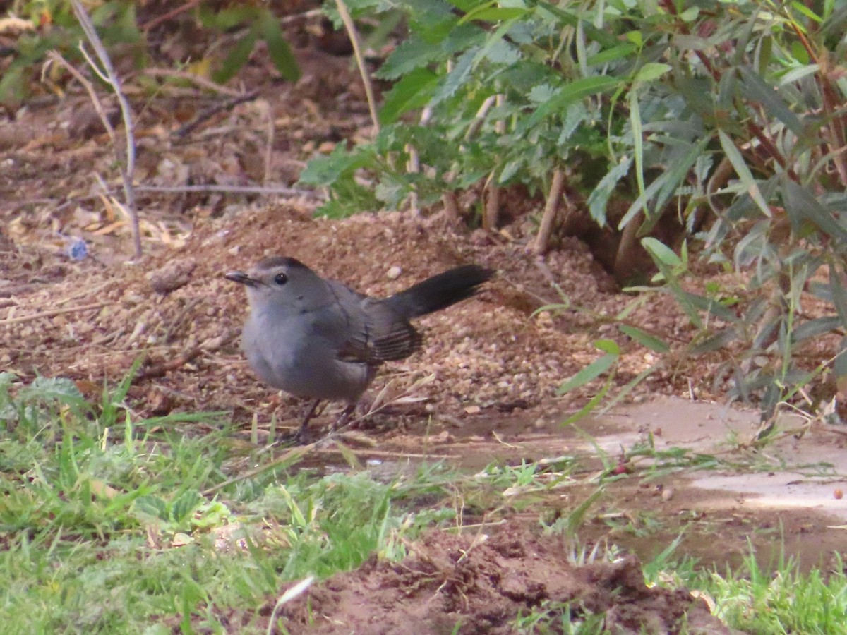 Gray Catbird - ML330987891