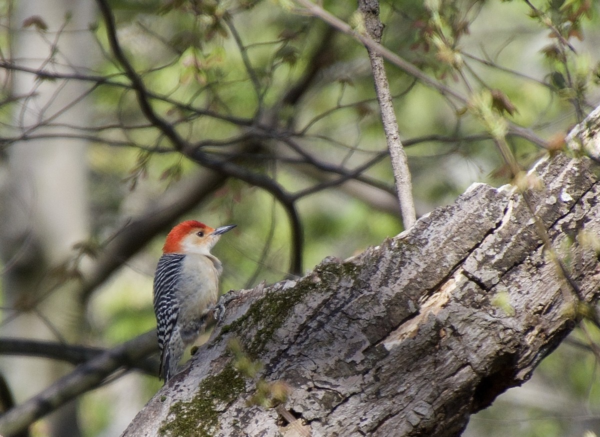 Red-bellied Woodpecker - ML330988801