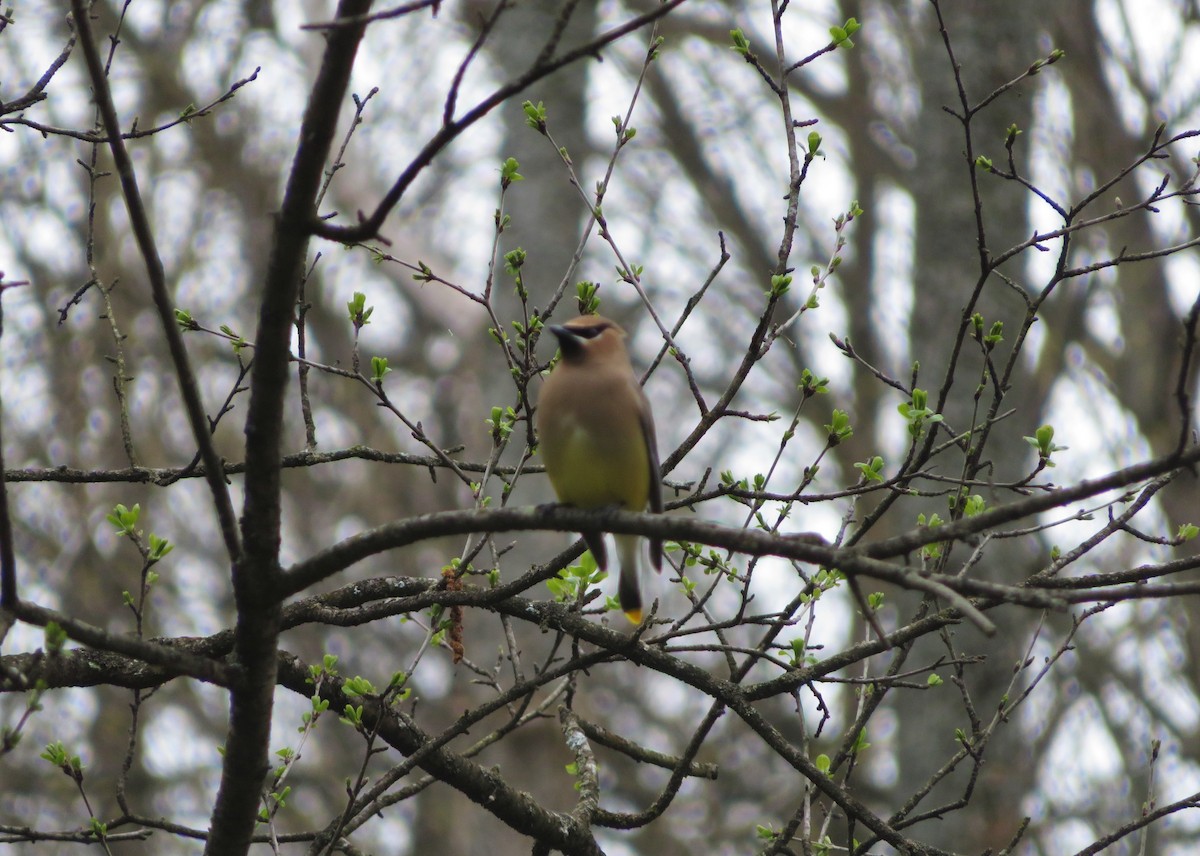 Cedar Waxwing - ML330990511