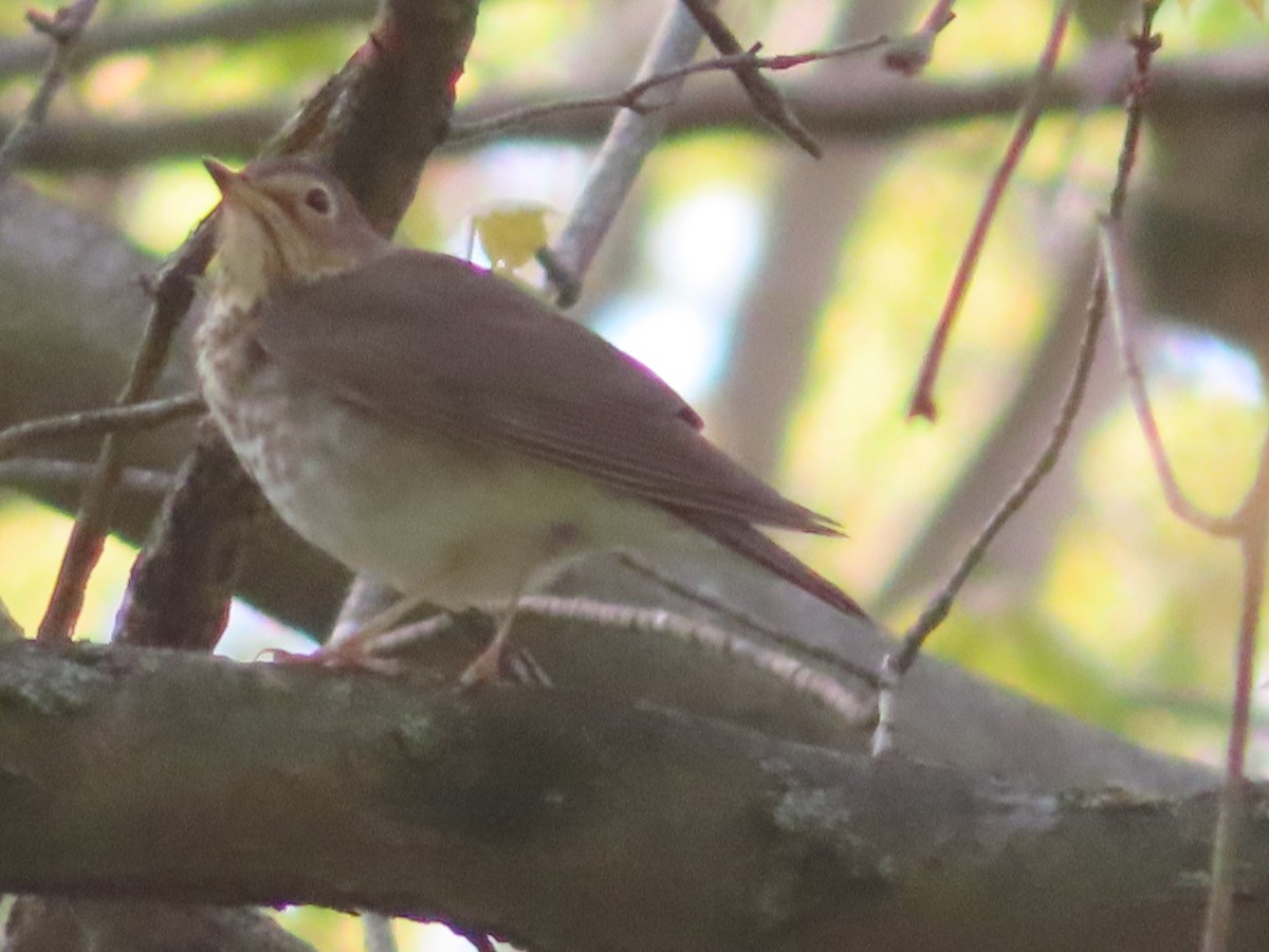 Swainson's Thrush - ML330992571