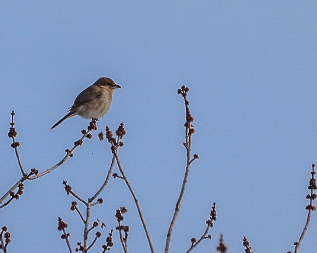 Умардын дунхай - ML330994291