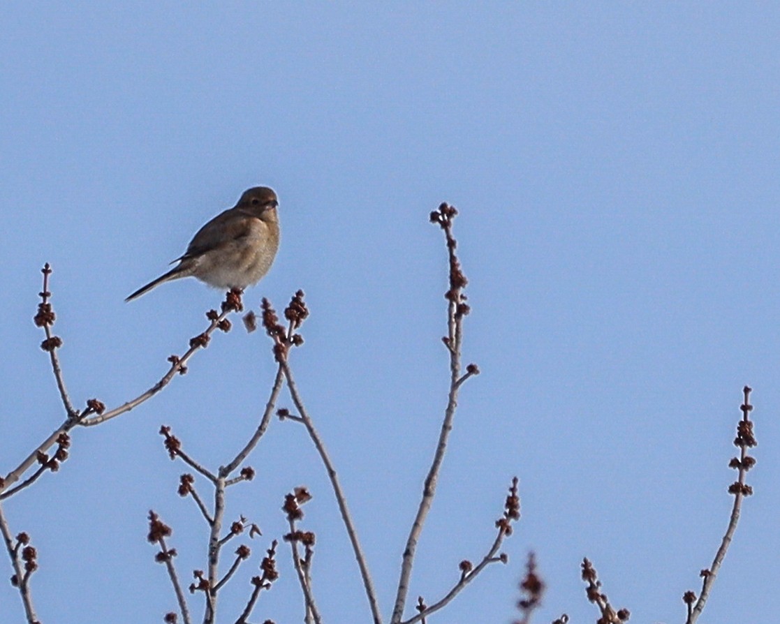 Умардын дунхай - ML330994301