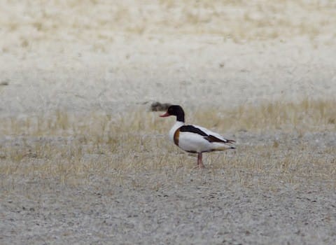 Common Shelduck - ML330996191