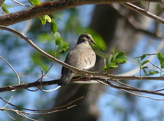 Common Ground Dove - ML331002761