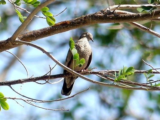 Common Ground Dove - ML331002781