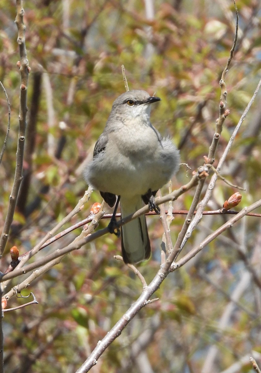 Northern Mockingbird - ML331005081