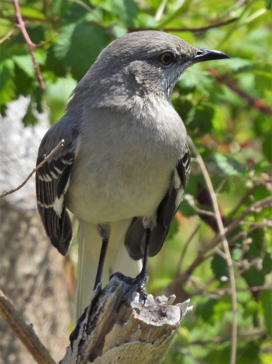 Northern Mockingbird - ML331005091