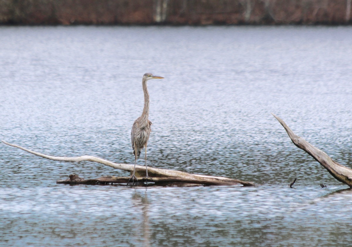 Great Blue Heron - ML331005871