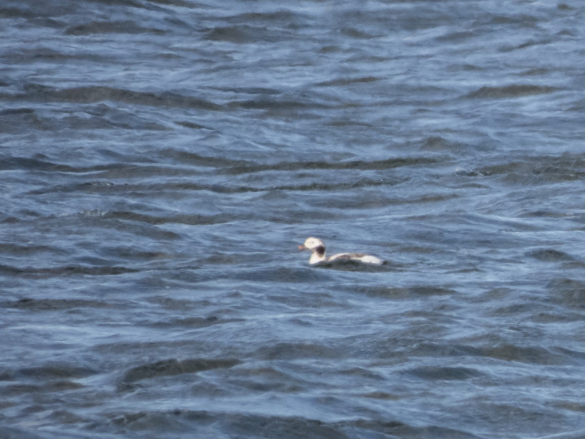 Long-tailed Duck - ML331007011