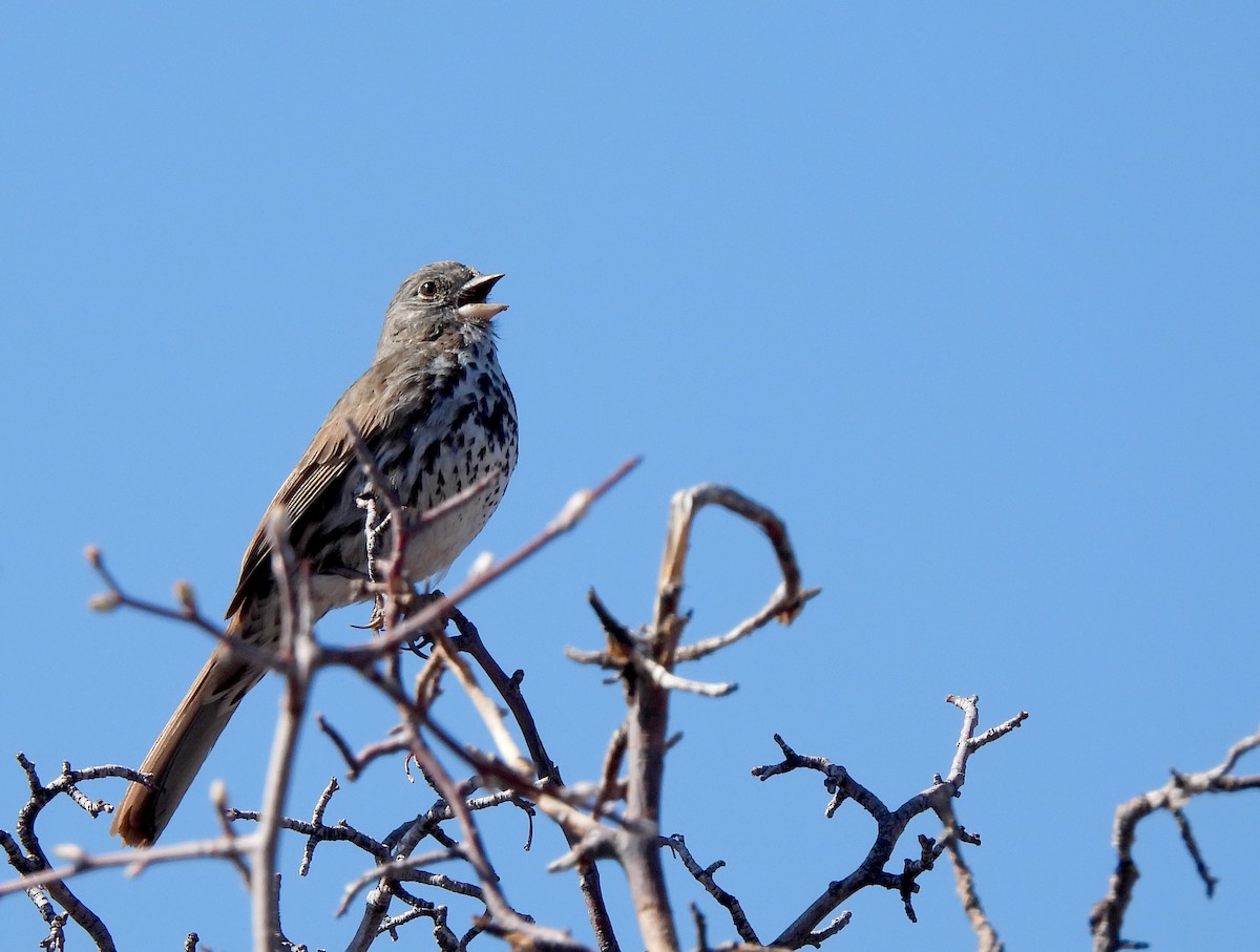 Fox Sparrow (Slate-colored) - ML331007061