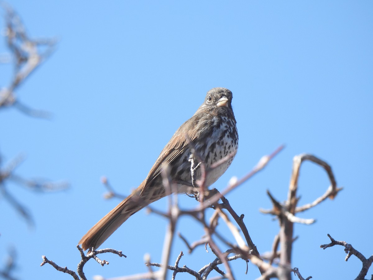 Fox Sparrow (Slate-colored) - ML331007111