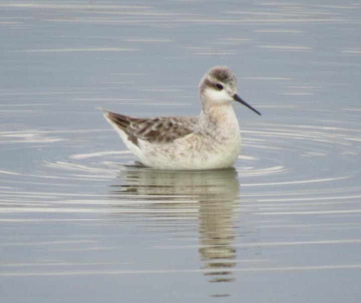 Wilson's Phalarope - ML331009251