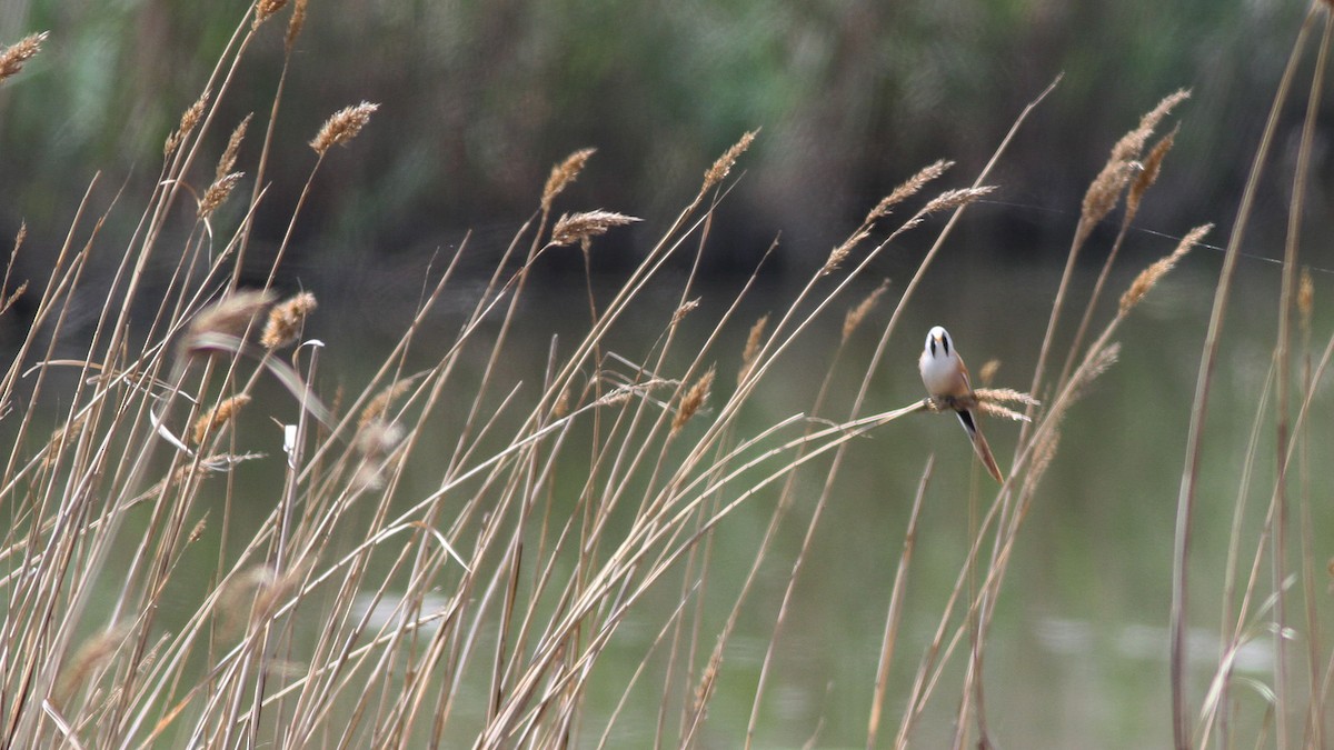 Bearded Reedling - ML331009921