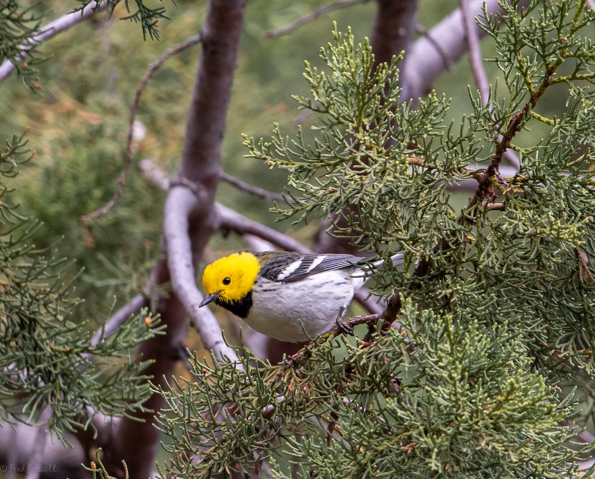 Hermit Warbler - Fred Forssell