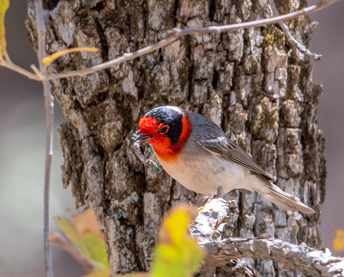 Red-faced Warbler - Fred Forssell