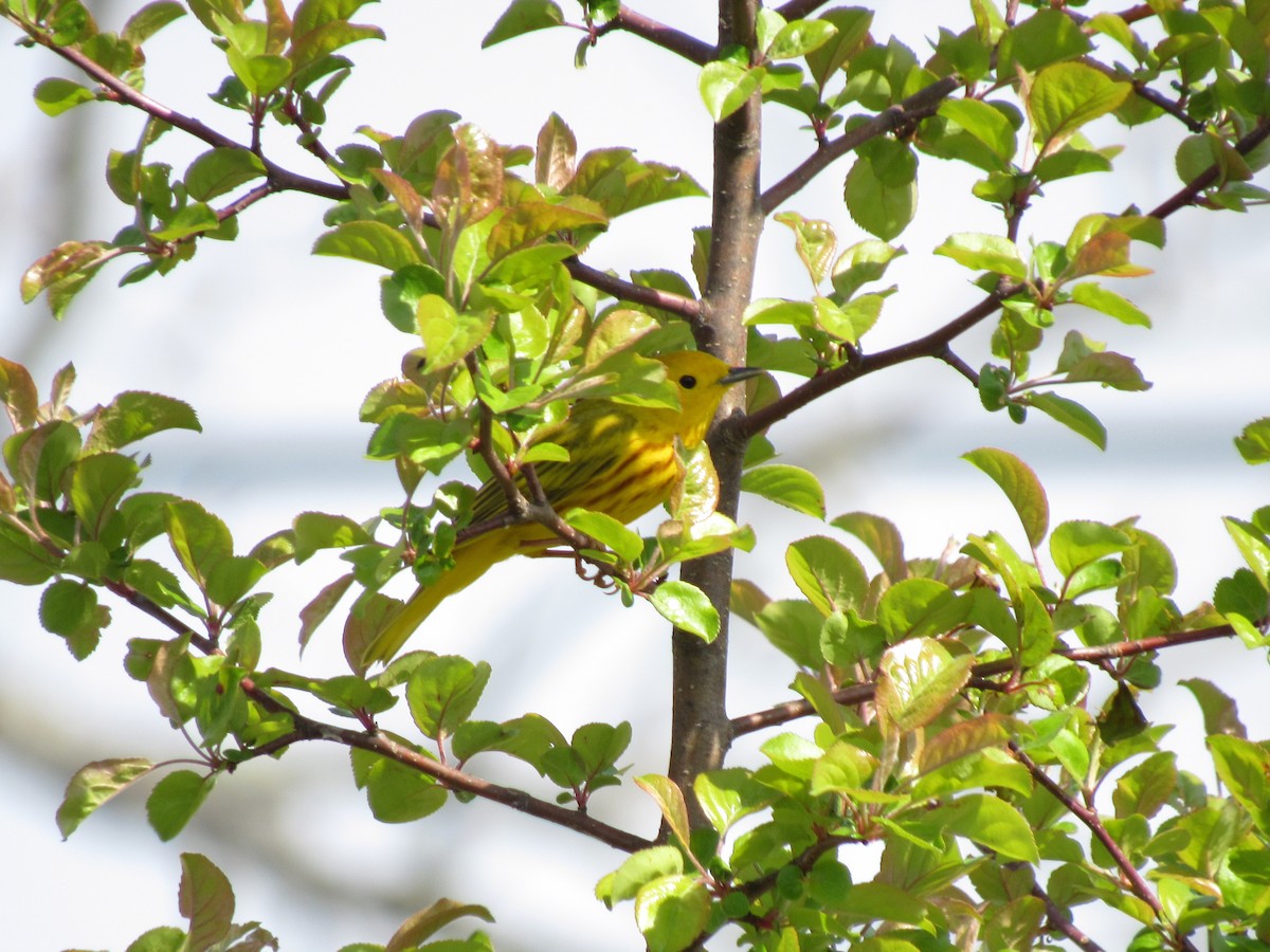 Yellow Warbler - Meg Glines