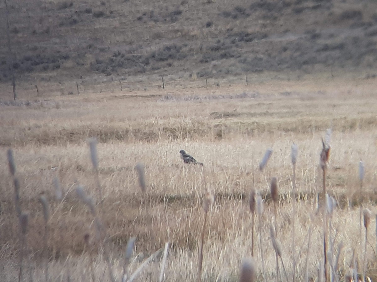 Northern Harrier - ML331011591