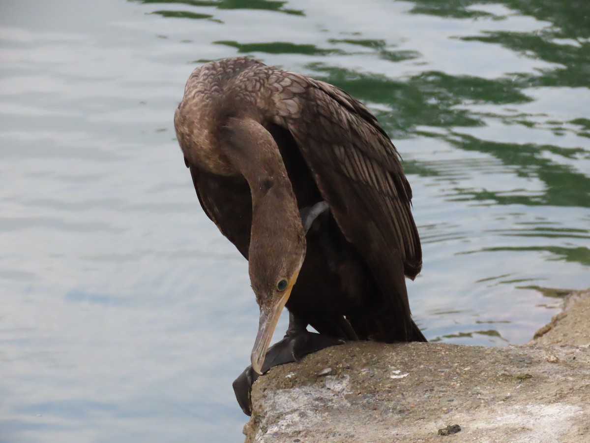 Cormoran vigua - ML331013001