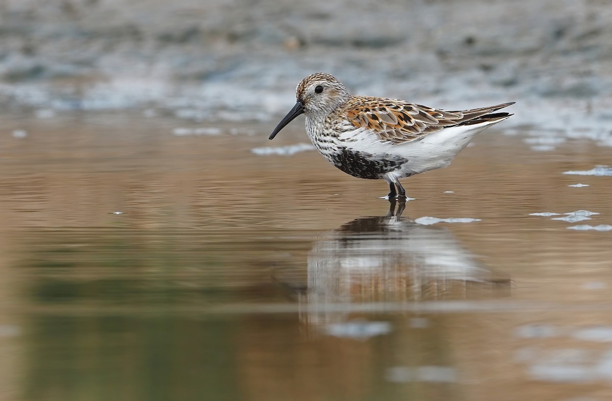 Alpenstrandläufer - ML331013601