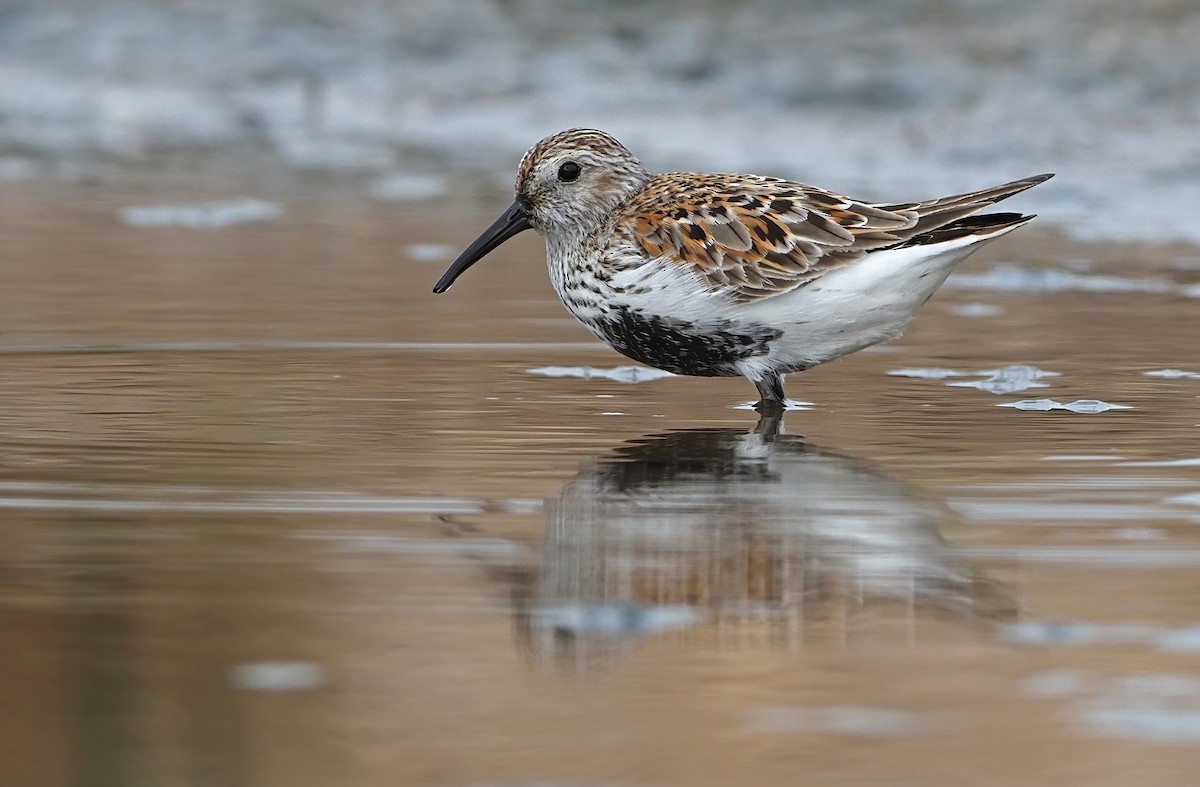 Dunlin - Robert Hutchinson