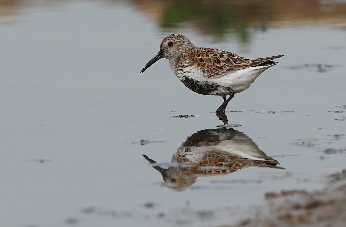 Dunlin - Robert Hutchinson