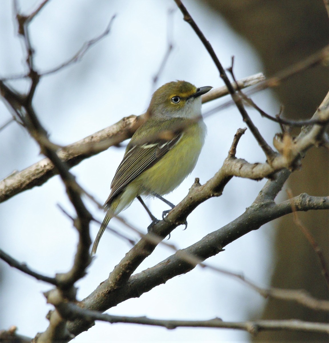 White-eyed Vireo - ML331014051