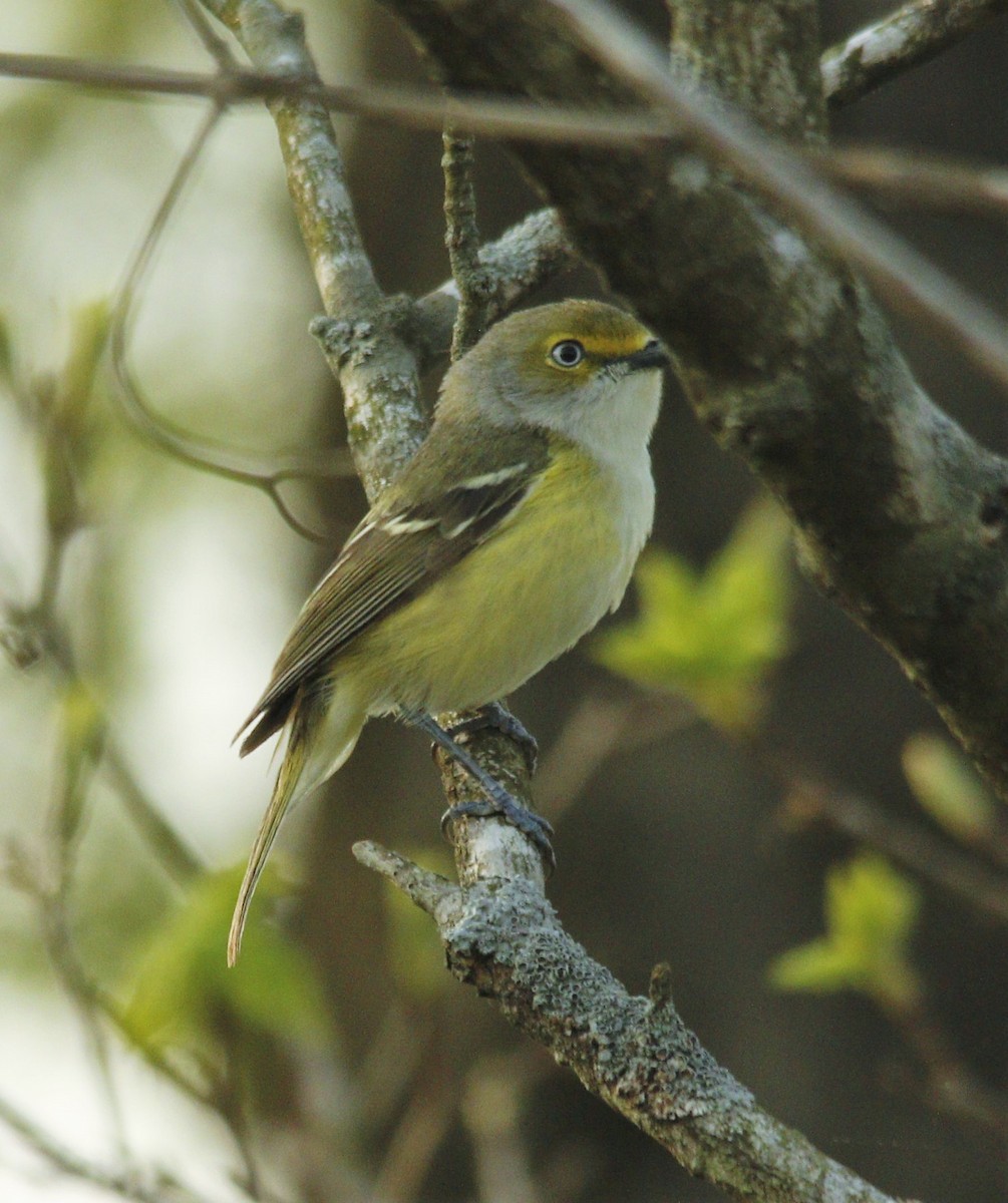 White-eyed Vireo - ML331014061