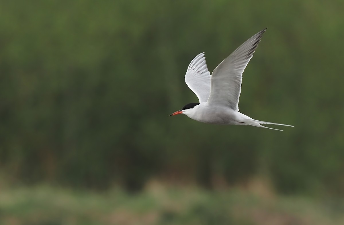 Common Tern - ML331014421