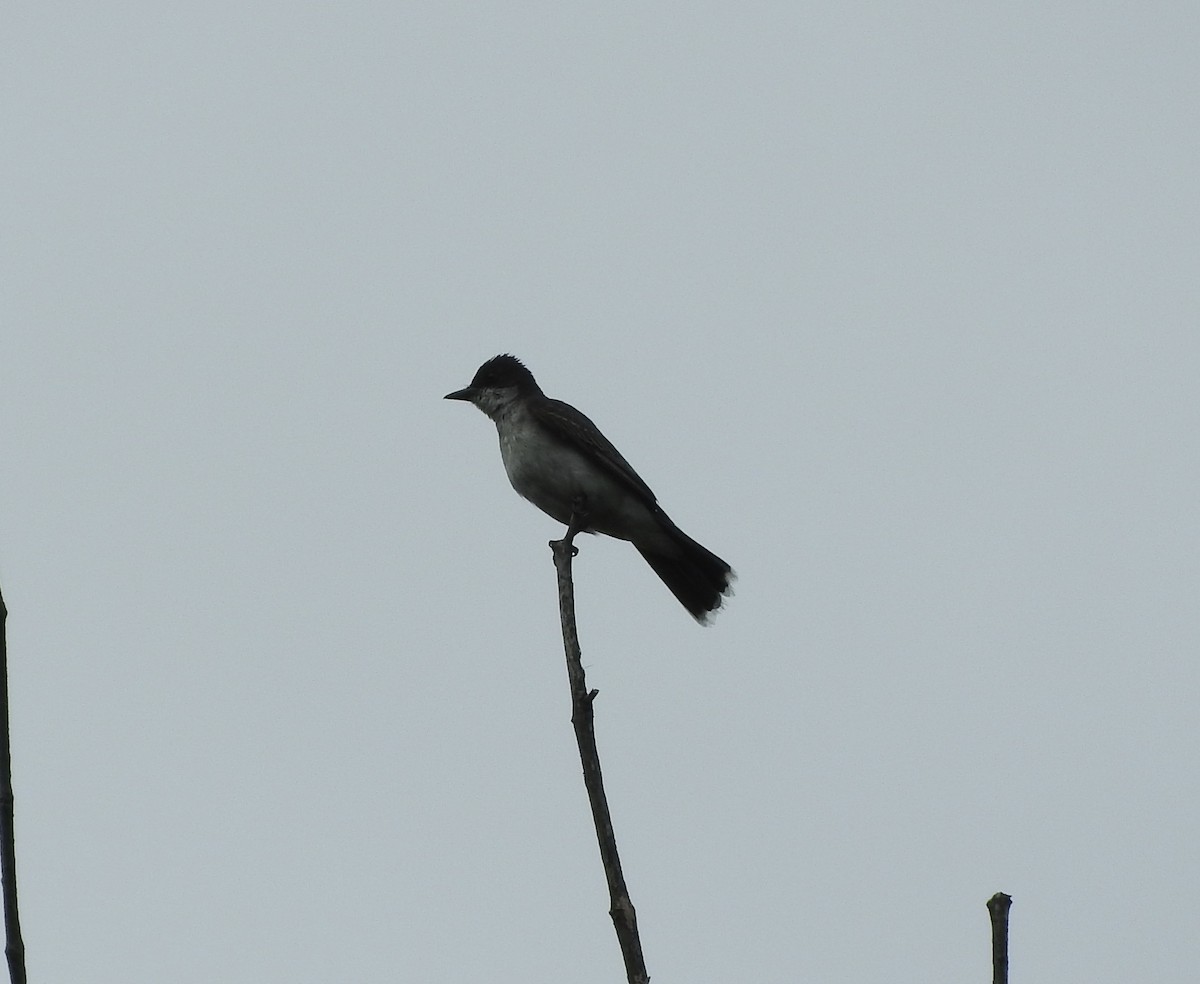 Eastern Kingbird - ML33101551