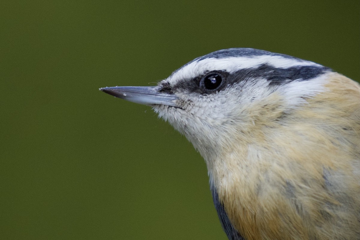 Red-breasted Nuthatch - ML331017601