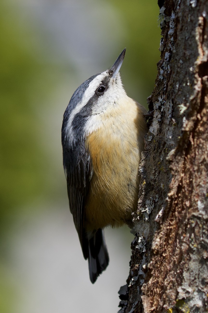 Red-breasted Nuthatch - ML331017621