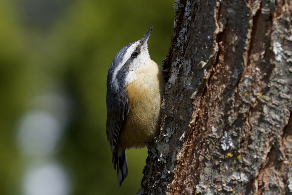 Red-breasted Nuthatch - ML331017641