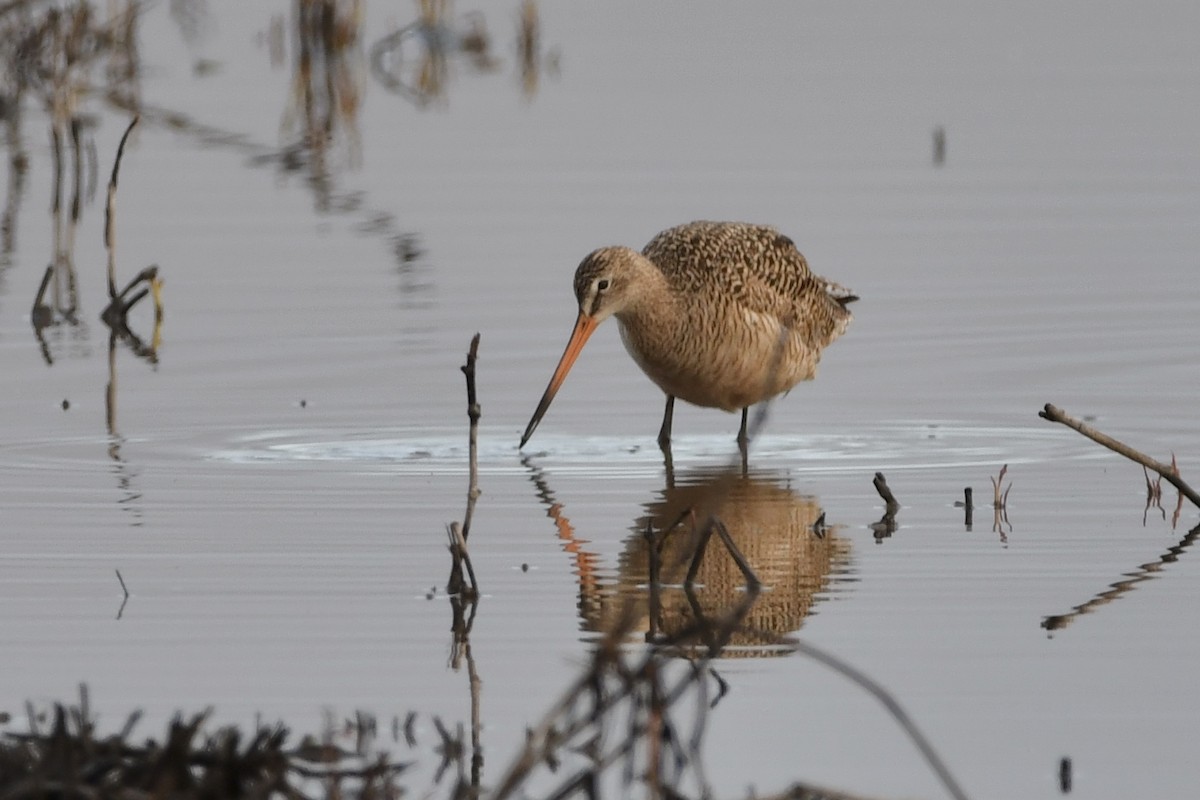 Marbled Godwit - ML331018931