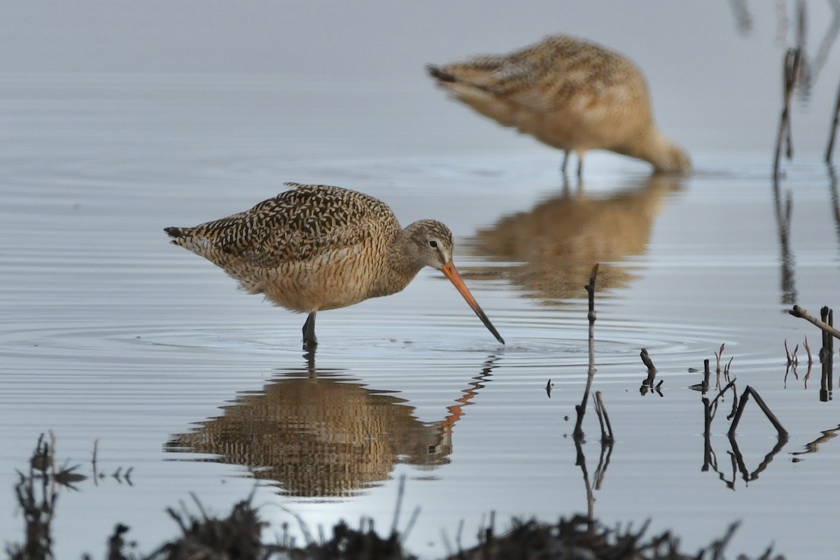 Marbled Godwit - ML331018941