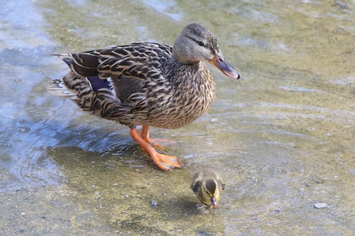 Mallard - Robert McNab