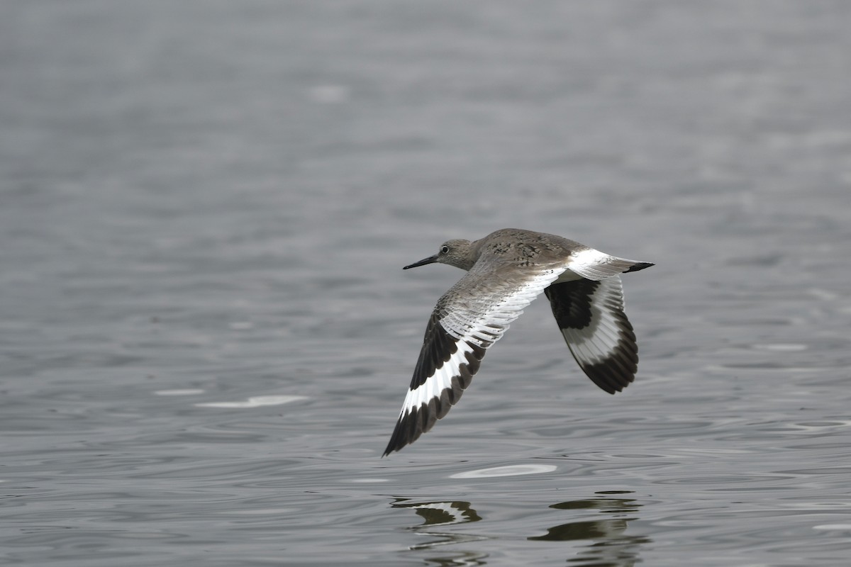 Willet - Myron Peterson