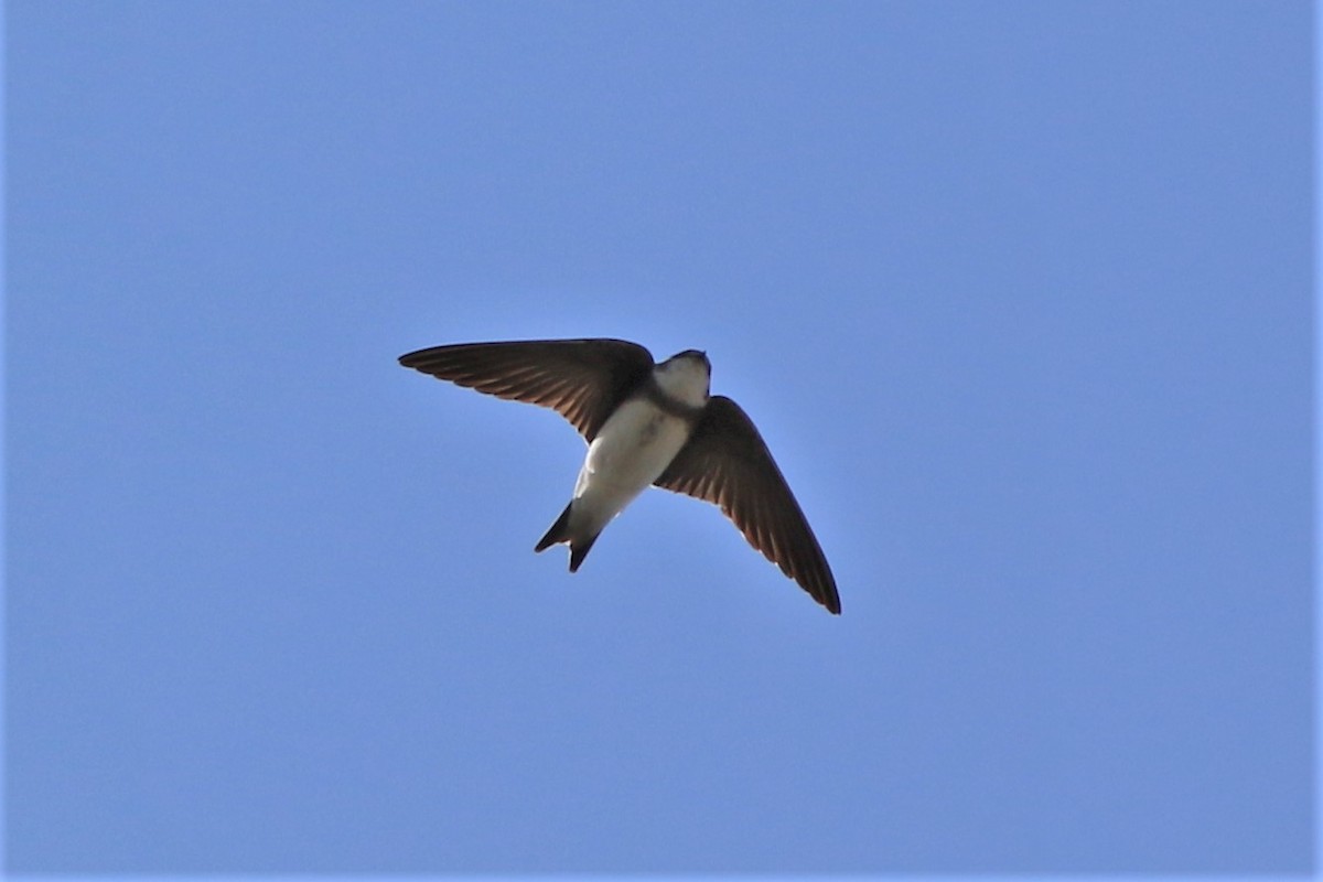 Bank Swallow - ML331019441