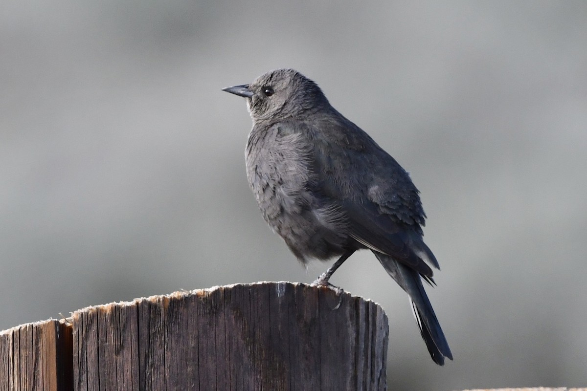 Brewer's Blackbird - ML331019921