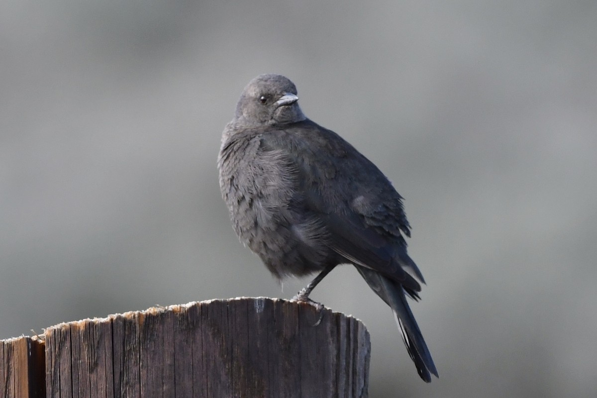 Brewer's Blackbird - ML331019931