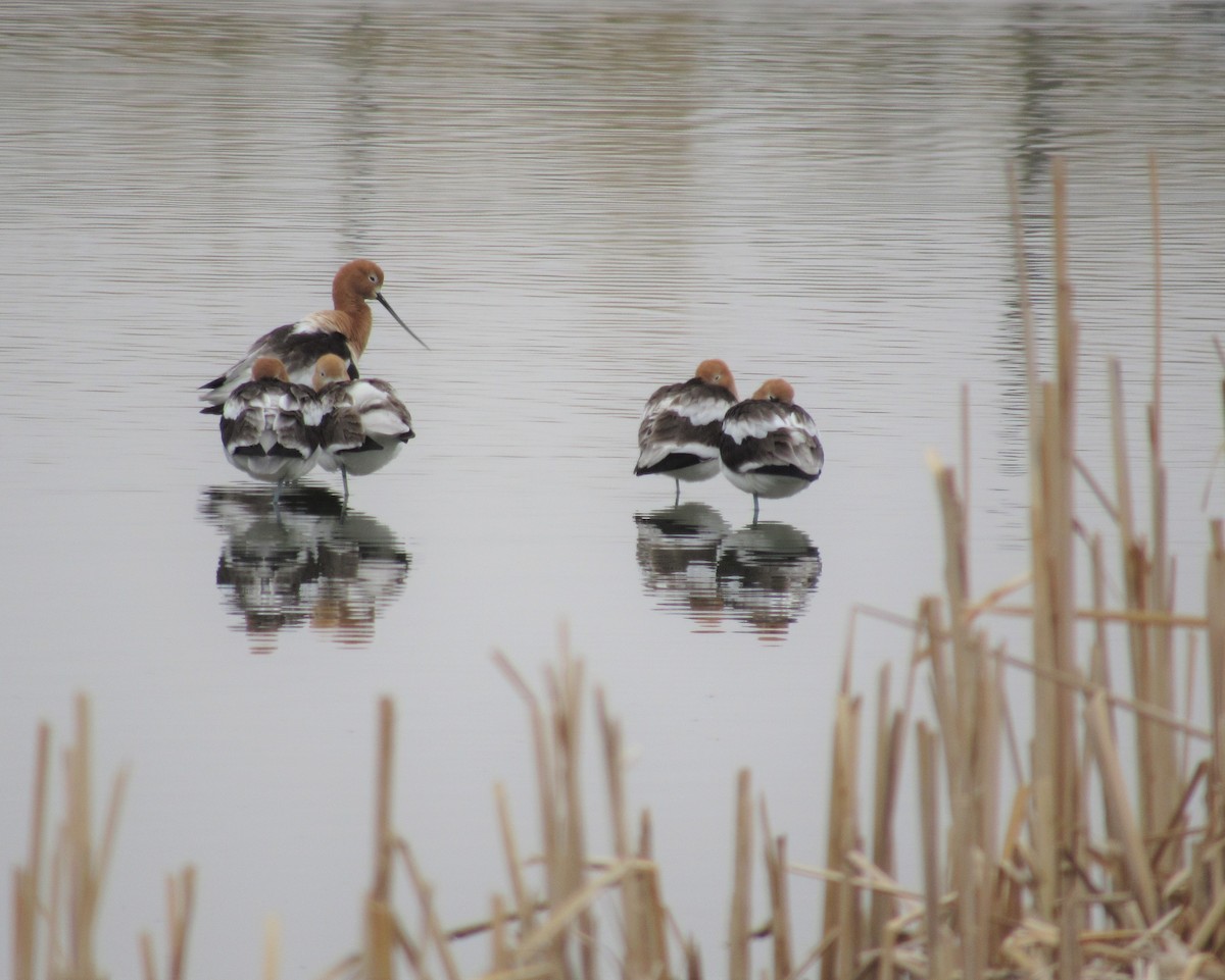 Avocette d'Amérique - ML331019951