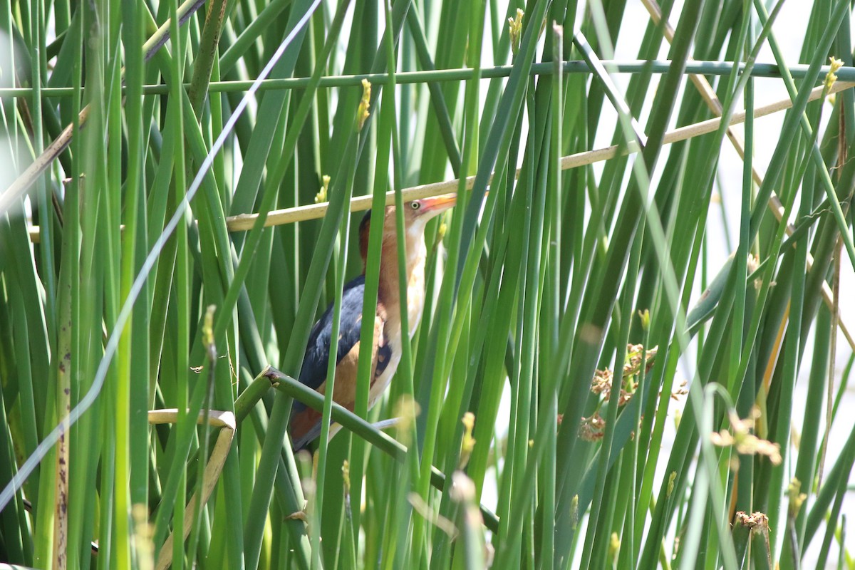 Least Bittern - ML331020061