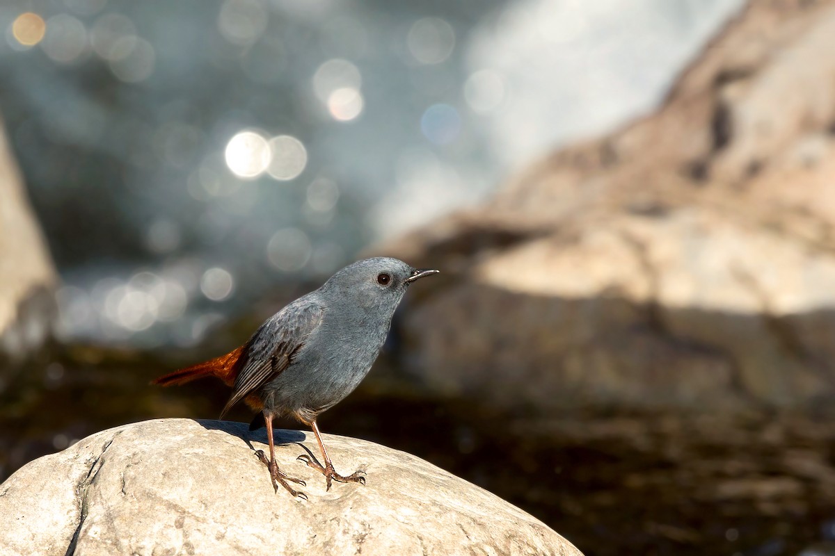 Plumbeous Redstart - David Irving