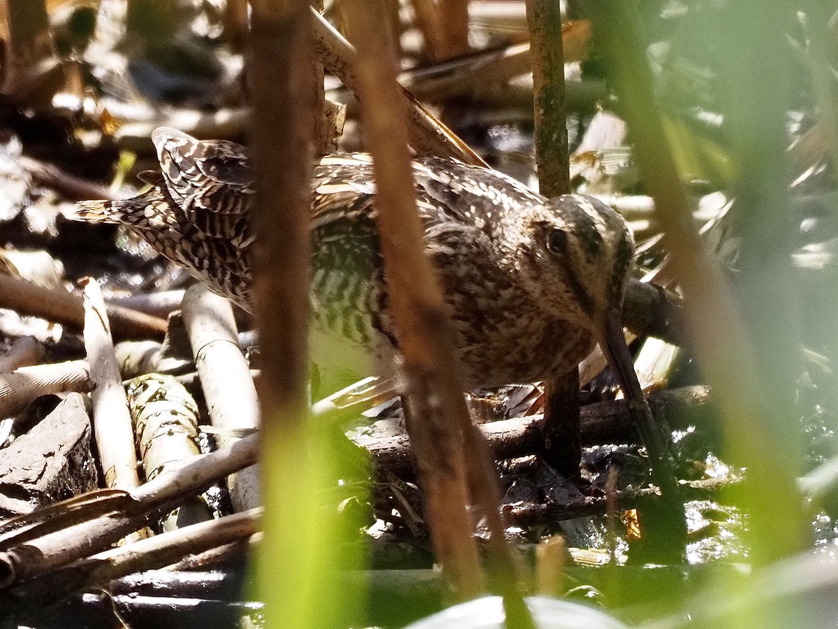 Wilson's Snipe - ML331023641