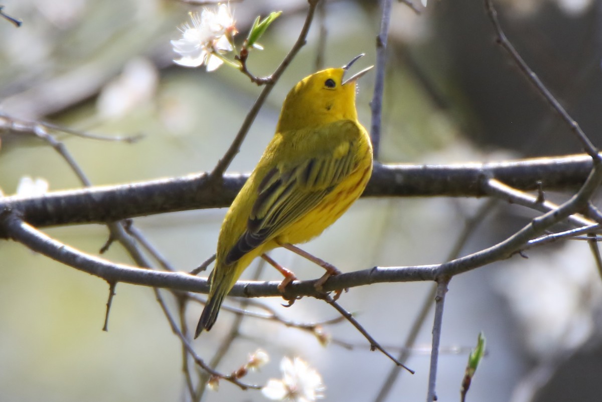 Yellow Warbler - Joe Baldwin