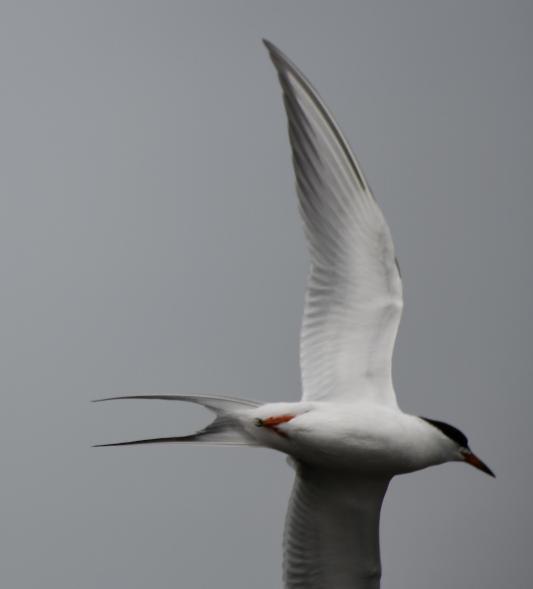 Forster's Tern - ML331024431