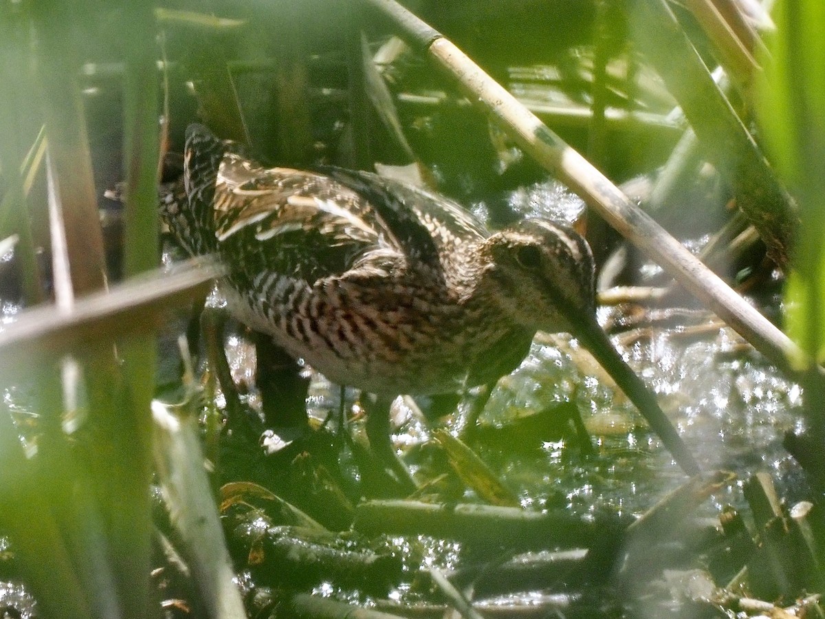 Wilson's Snipe - ML331024711