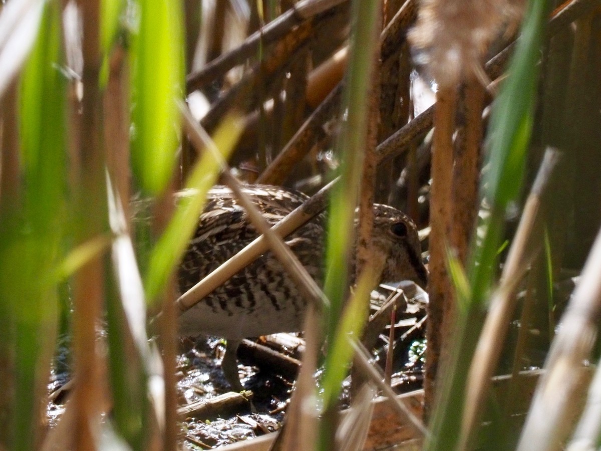 Wilson's Snipe - ML331027341