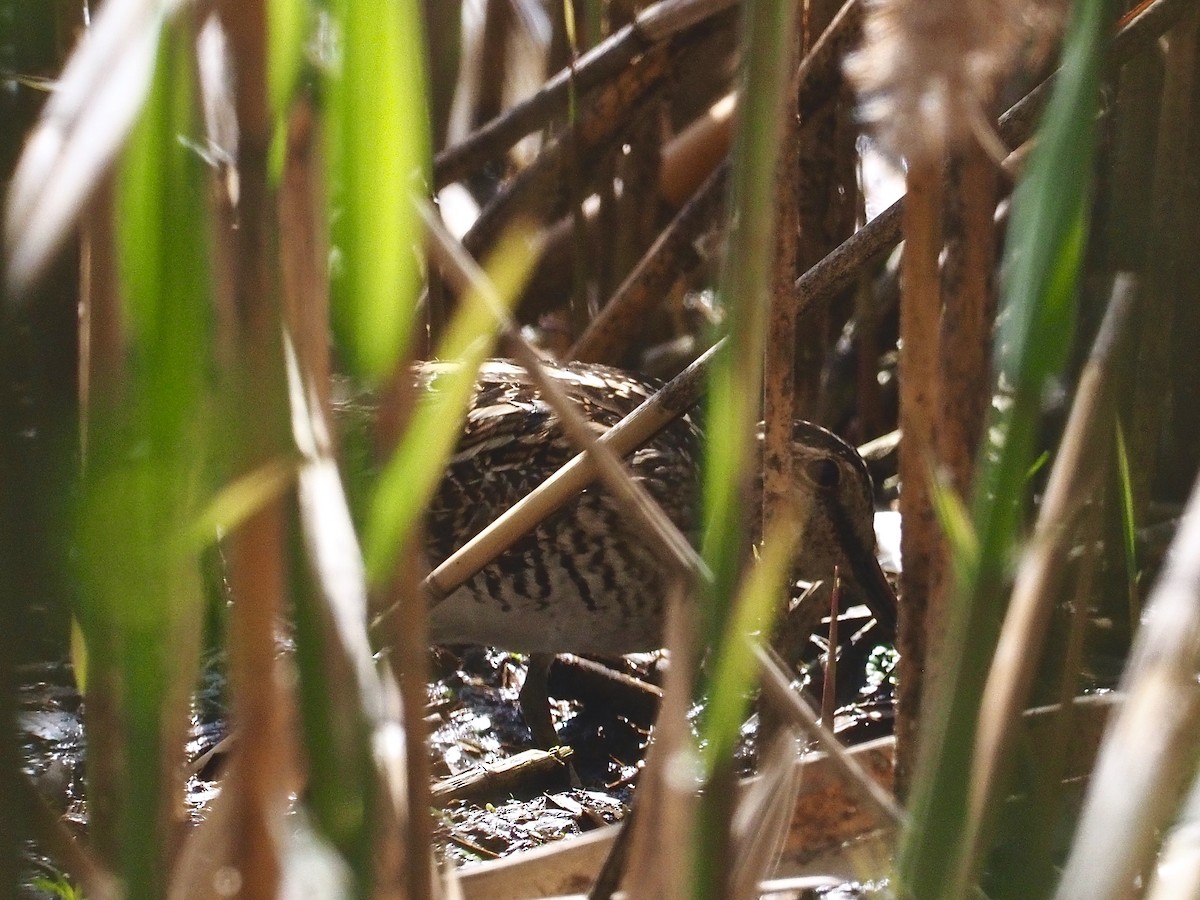 Wilson's Snipe - ML331027351