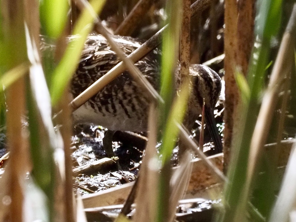 Wilson's Snipe - ML331030261